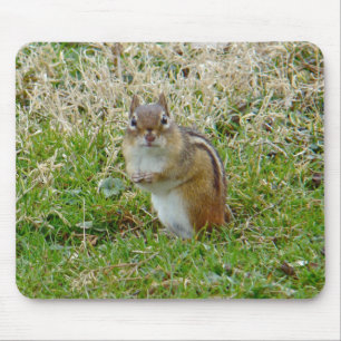 Eastern Chipmunk Muismat