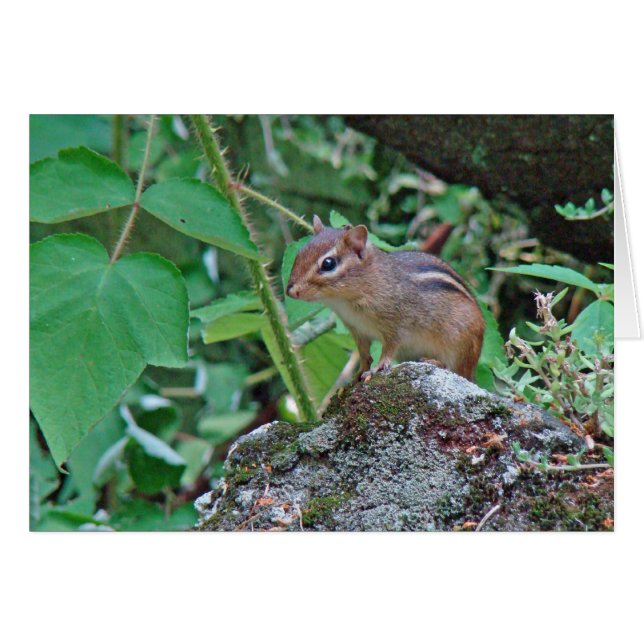 Eastern Chipmunk on Stump (Devant horizontal)