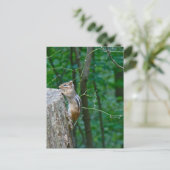 Eastern Chipmunk op Stump Briefkaart (Staand voorkant)