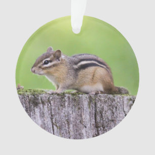 Eastern Chipmunk Ornament