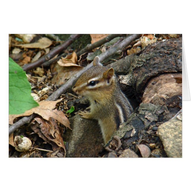 Eastern Chipmunk - Tamias striatus (Devant horizontal)