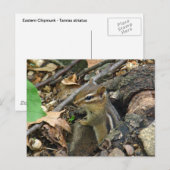 Eastern Chipmunk - Tamias striatus Briefkaart (Voorkant / Achterkant)