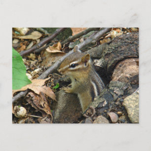 Eastern Chipmunk - Tamias striatus Briefkaart