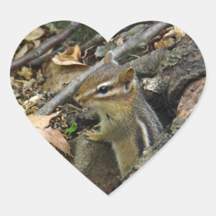 Eastern Chipmunk - Tamias striatus Hart Sticker