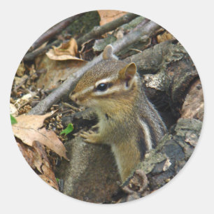 Eastern Chipmunk - Tamias striatus Ronde Sticker