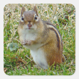 Eastern Chipmunk Vierkante Sticker