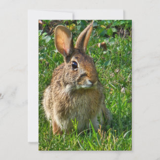 Eastern cottontail rabbit