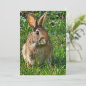 Eastern cottontail rabbit (Staand voorkant)