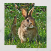 Eastern cottontail rabbit (Voorkant / Achterkant)