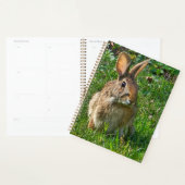 Eastern cottontail rabbit (Devant avec enveloppe)