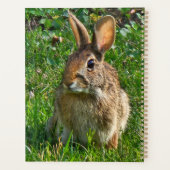 Eastern cottontail rabbit (Dos)