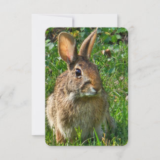 Eastern cottontail rabbit kaart
