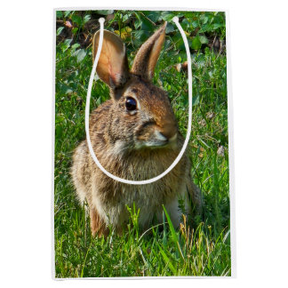 Eastern cottontail rabbit medium cadeauzakje