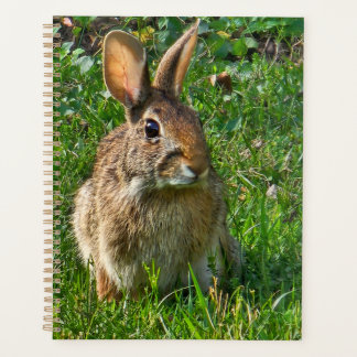 Eastern cottontail rabbit planner