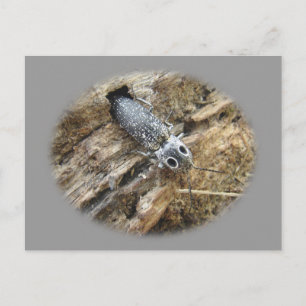 Eastern Eyed Elater Click Beetle - Alaus oculatus Briefkaart