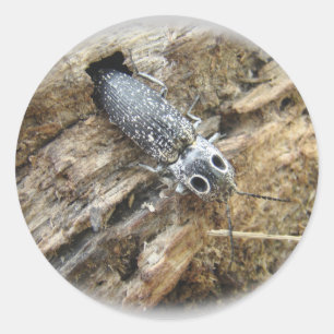 Eastern Eyed Elater Click Beetle - Alaus oculatus Ronde Sticker