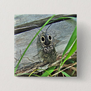 Eastern Eyed Elater Click Beetle - Alaus oculatus Vierkante Button 5,1 Cm