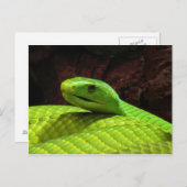 Eastern Green Mamba Dendroaspis Angusticeps Briefkaart (Voorkant / Achterkant)