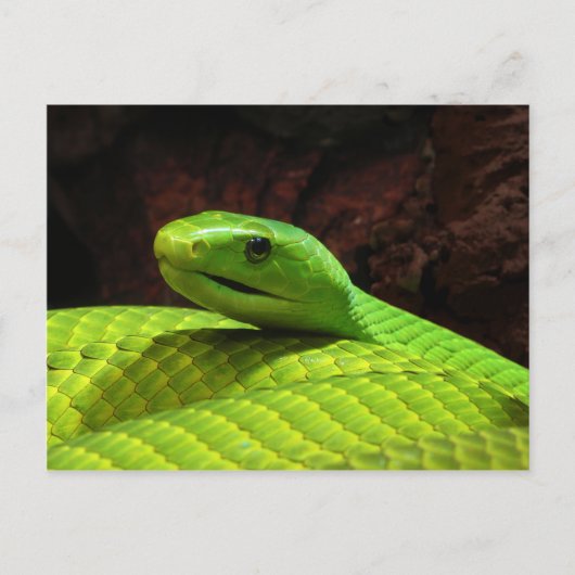 Eastern Green Mamba Dendroaspis Angusticeps Briefkaart (Voorkant)