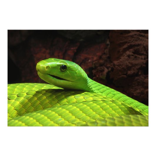 Eastern Green Mamba Dendroaspis Angusticeps Foto Afdruk (Voorkant)