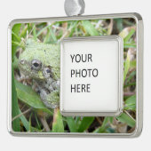 Eastern Grey Treefrog Nature Photography Verzilverd Kader Ornament (Links)