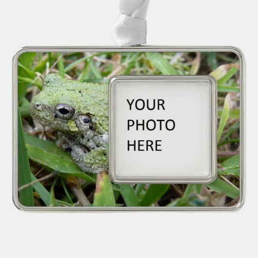 Eastern Grey Treefrog Nature Photography Verzilverd Kader Ornament (Voorkant)