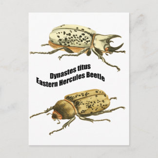 Eastern Hercules Beetle Briefkaart