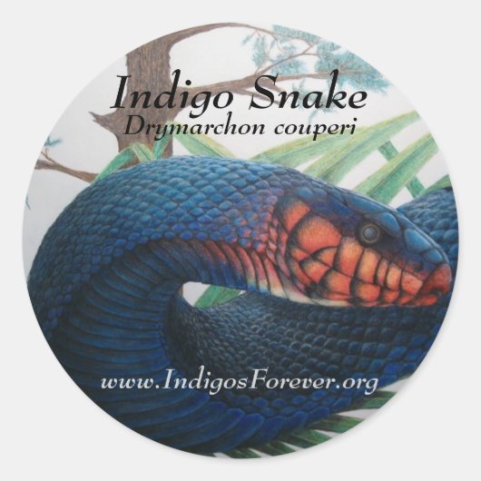 Eastern Indigo Snake Stickers (Voorkant)