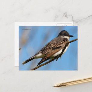 Eastern Kingbird Flycatcher Songbird op een tak Briefkaart