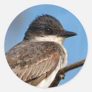 Eastern Kingbird op een filiaal Ronde Sticker
