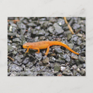 Eastern Newt Briefkaart