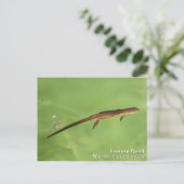 Eastern Newt Briefkaart (Staand voorkant)