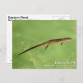 Eastern Newt Briefkaart (Voorkant / Achterkant)