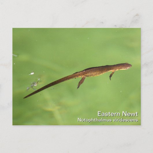 Eastern Newt Briefkaart (Voorkant)
