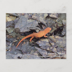 Eastern Newt Briefkaart
