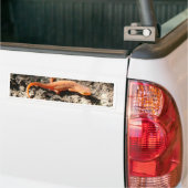 Eastern Newt Bumpersticker (Op Truck)