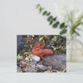 Eastern Newt Photo Briefkaart (Staand voorkant)