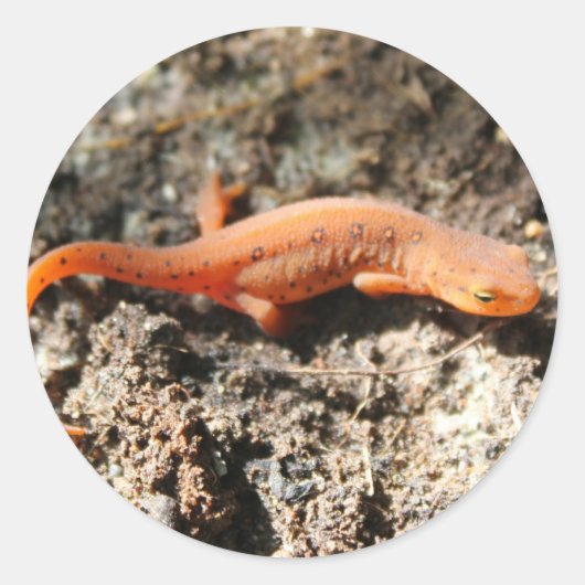 Eastern Newt Ronde Sticker (Voorkant)