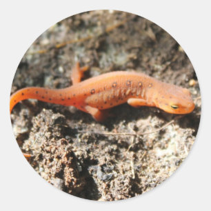 Eastern Newt Ronde Sticker