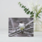 Eastern Phoebe Briefkaart (Staand voorkant)