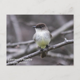 Eastern Phoebe Briefkaart