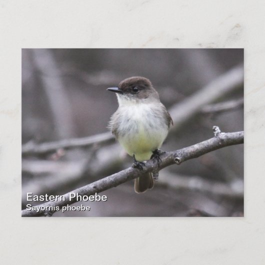 Eastern Phoebe Briefkaart (Voorkant)
