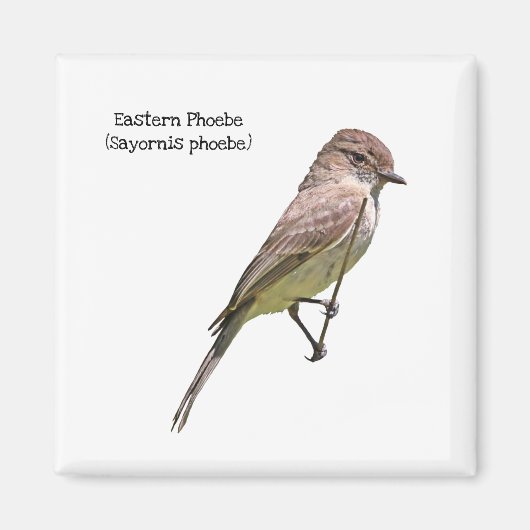 Eastern Phoebe Magneet (Voorkant)