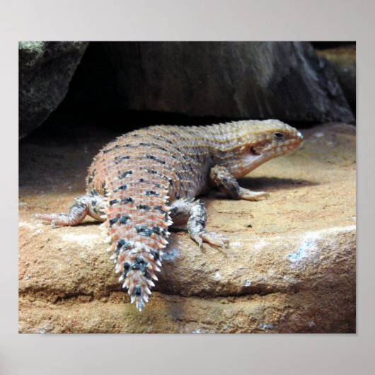 Eastern Pilbara Spiny-tail Skink Poster (Voorkant)