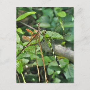 Eastern Pondhawk Dragonfly gecoördineerde items Briefkaart
