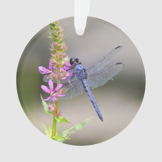 Eastern Pondhawk Ornament (voorkant)