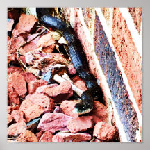Eastern Rat Snake Poster