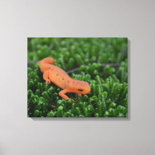 Eastern Red Spotted Newt Canvas Afdruk