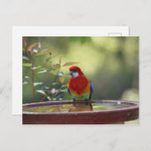 Eastern Rosella Australian Briefkaart (Voorkant / Achterkant)