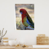 Eastern Rosella Parakeet Poster (Keuken)